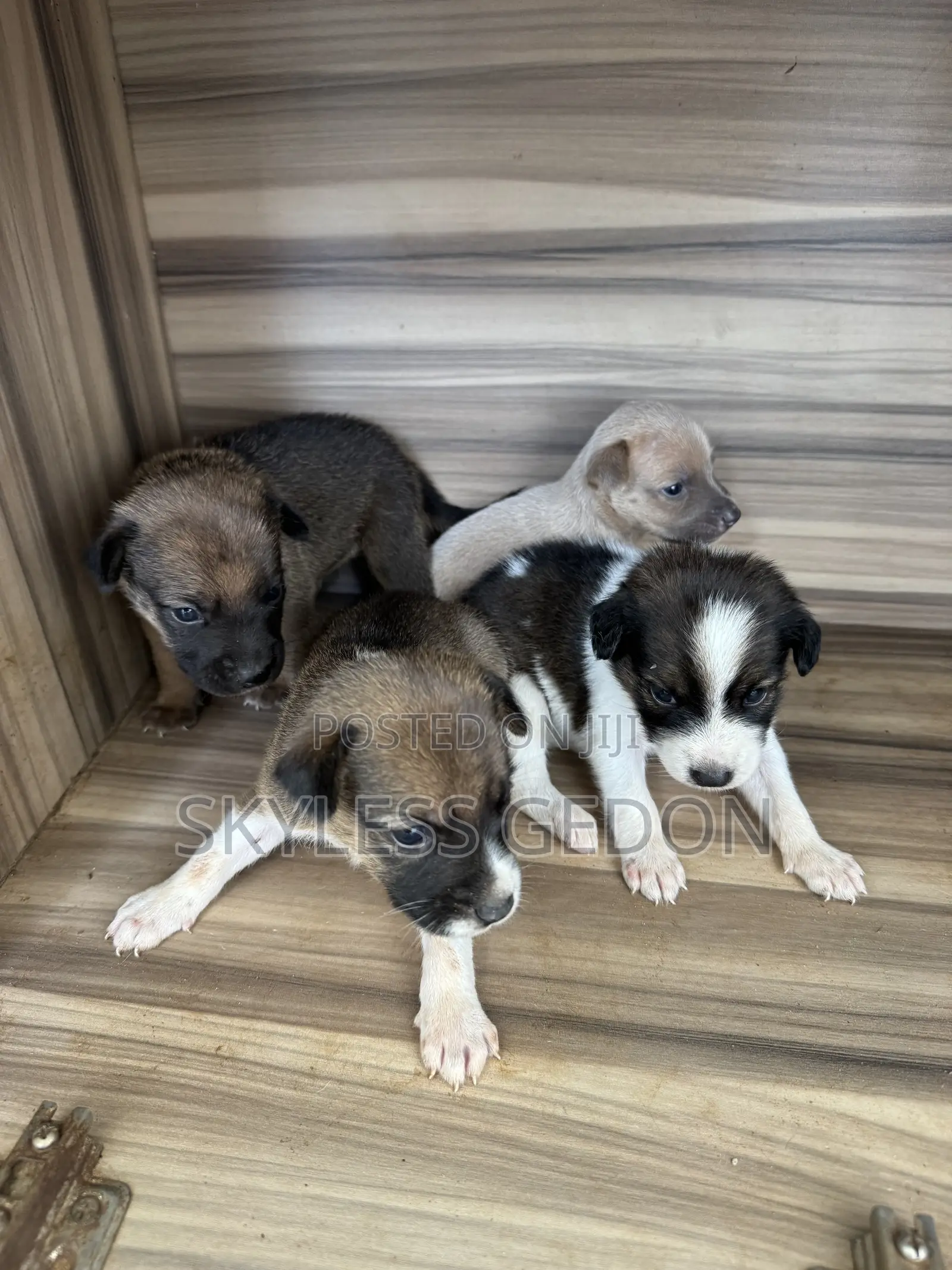0-1 month Female Purebred Dog