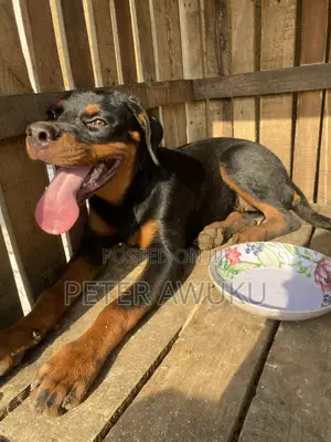 6-12 months Female Purebred Rottweiler