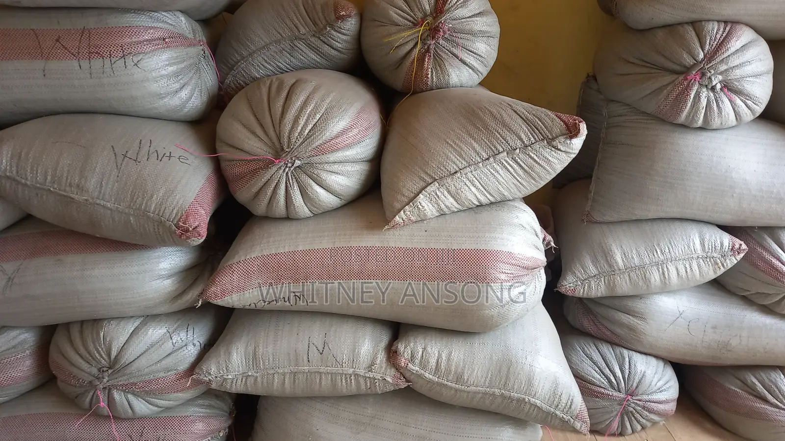 Corn for Sale