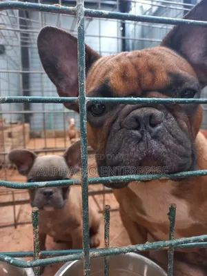 1-3 months Female Purebred French Bulldog