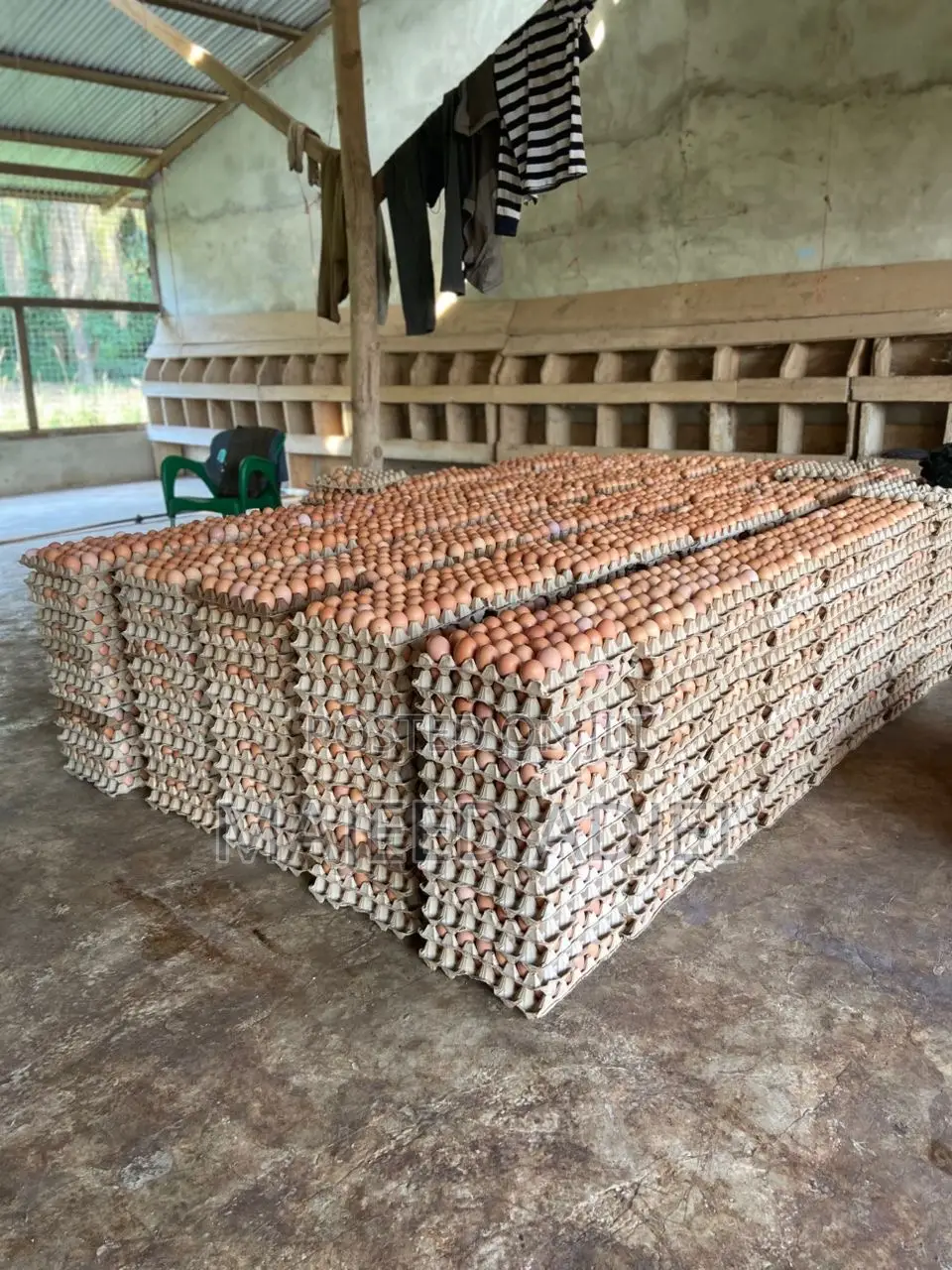 Fresh Farm Eggs