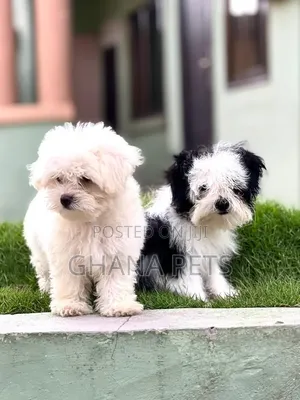 1-3 months Male Purebred Poodle