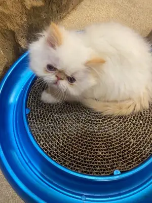 1-3 months Male Purebred Persian
