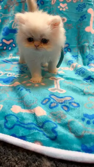 1-3 months Female Purebred Persian