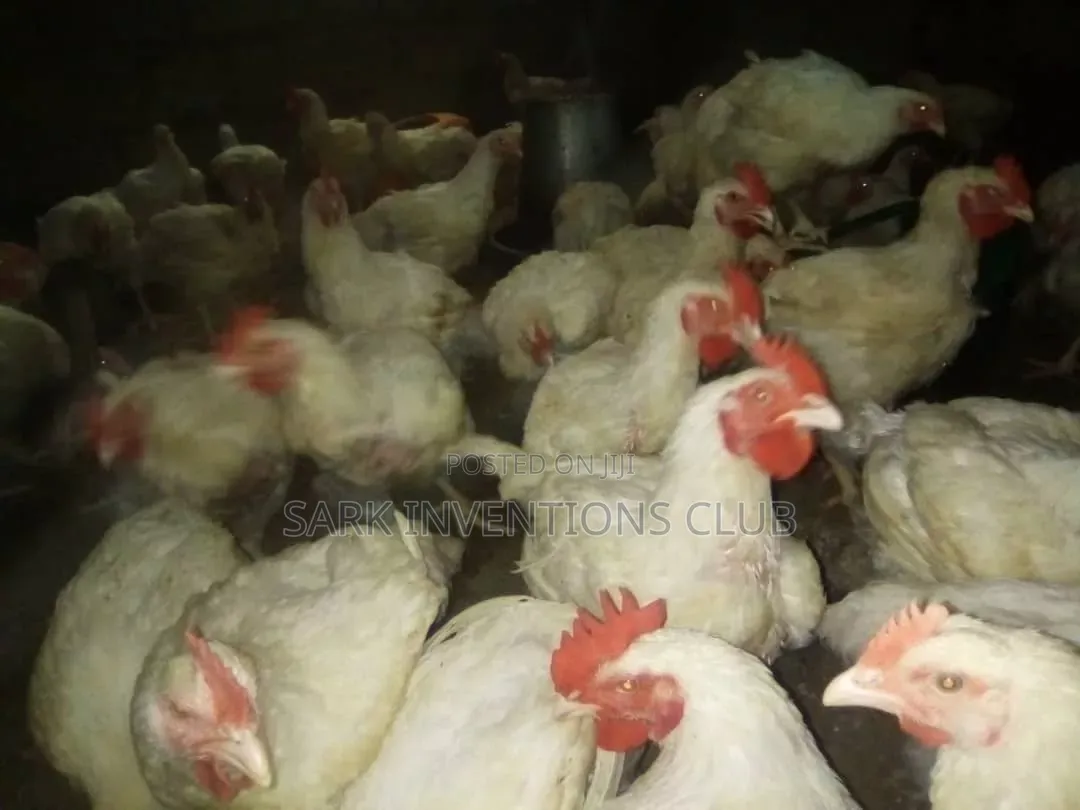 Broiler Chicken