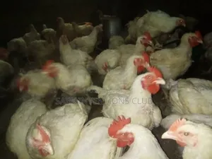 Broiler Chicken