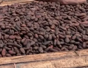 Black Pod Cocoa Beans (Abinkyi)