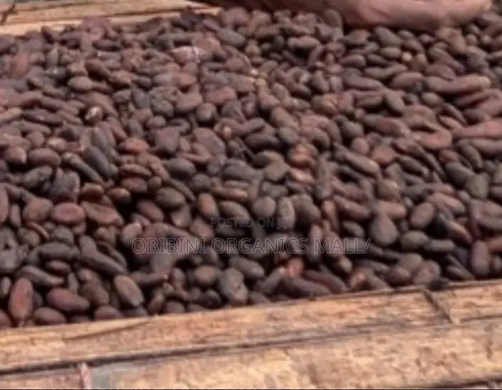 Black Pod Cocoa Beans (Abinkyi)