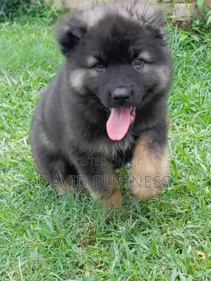3-6 months Male Purebred Caucasian Shepherd