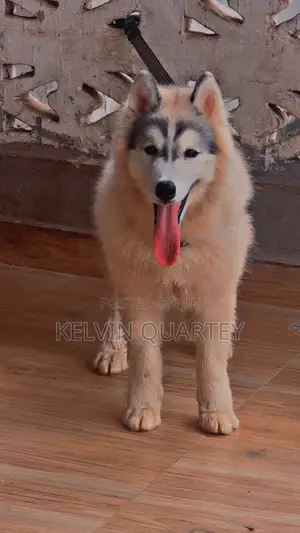 3-6 months Male Purebred Siberian Husky