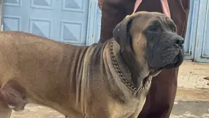 1+ year Male Purebred Boerboel