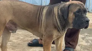 1+ year Male Purebred Boerboel