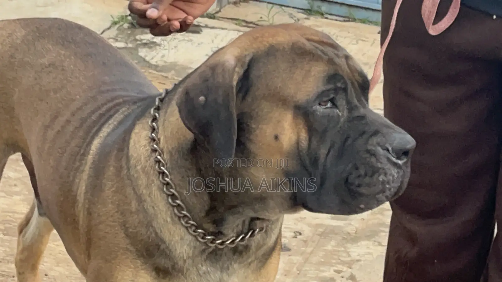 1+ year Male Purebred Boerboel