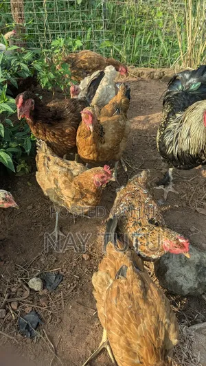 Local Chickens. For Your Enjoyment