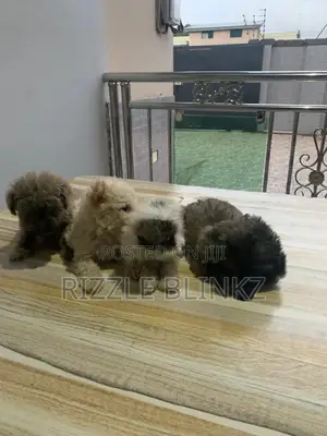 1-3 months Female Purebred Maltese