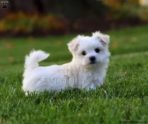 1-3 months Male Mixed Breed Maltese