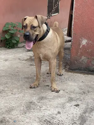 6-12 months Male Purebred Boerboel