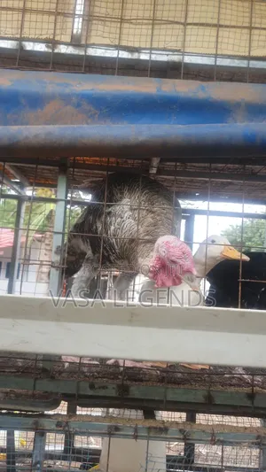 Matured Hybrid Turkey