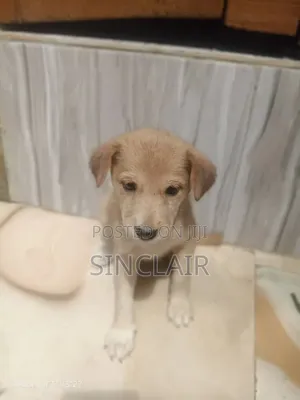 1-3 months Male Mixed Breed Dog
