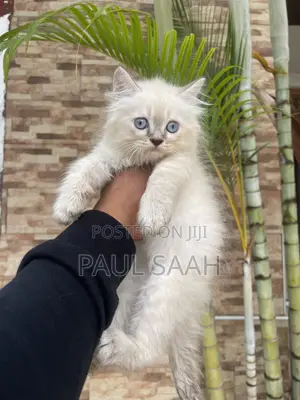 1-3 months Male Purebred Persian