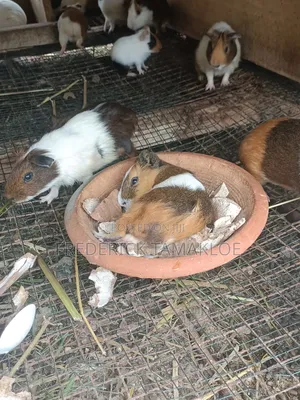 Guinea Pigs