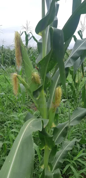 Farm Management