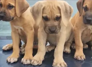 1-3 months Female Purebred Boerboel