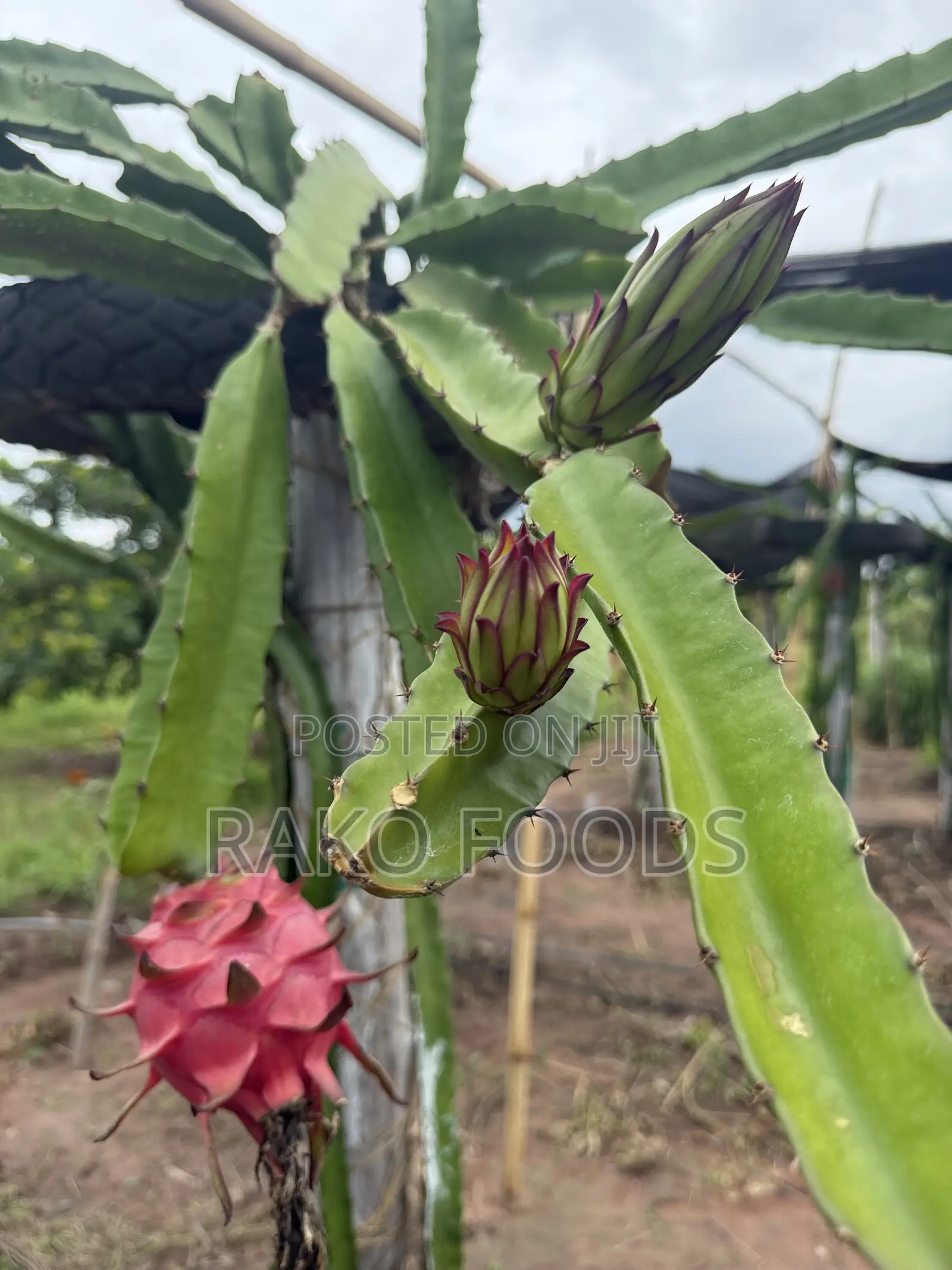 Dragon Fruit