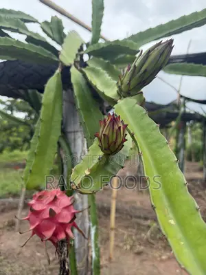 Dragon Fruit