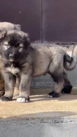 1-3 months Male Purebred Caucasian Shepherd