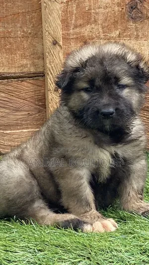 1-3 months Male Purebred Caucasian Shepherd