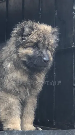 1-3 months Female Purebred Caucasian Shepherd