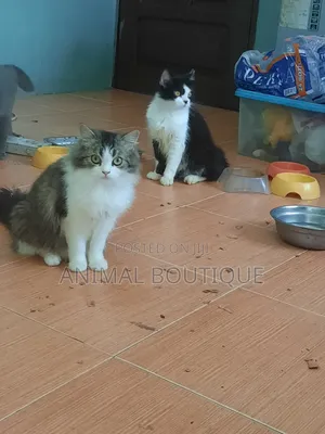 6-12 months Male Mixed Breed Persian