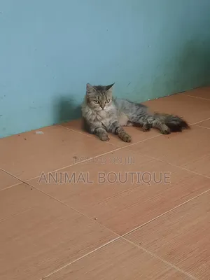 6-12 months Female Mixed Breed Maine Coon