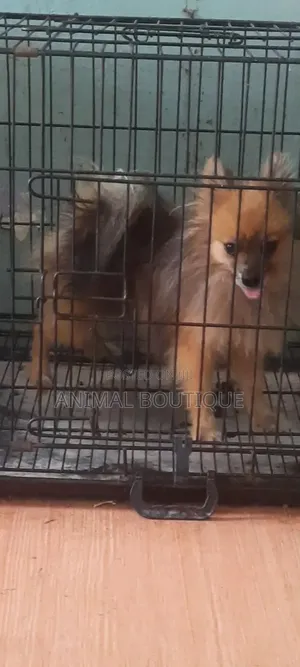 6-12 months Male Purebred Pomeranian