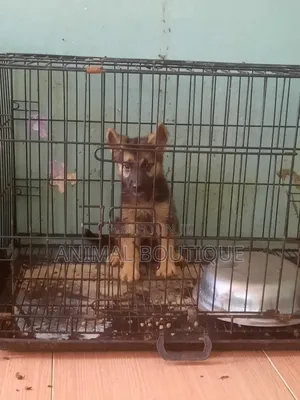 1-3 months Female Purebred German Shepherd