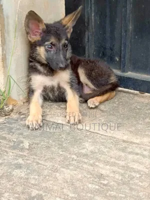 1-3 months Male Purebred German Shepherd