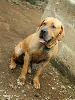 6-12 months Female Purebred Boerboel