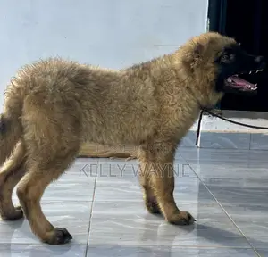 3-6 months Male Purebred Caucasian Shepherd