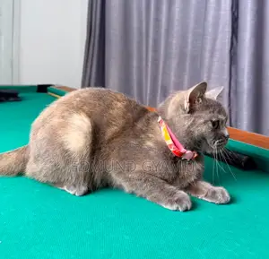6-12 months Female Purebred British Shorthair
