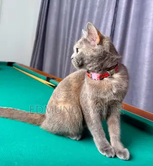 6-12 months Female Purebred British Shorthair