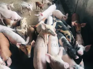 All Breed Females Pigs for Breeding