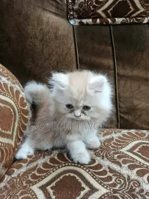 1-3 months Female Purebred Persian