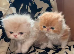 1-3 months Female Purebred Persian