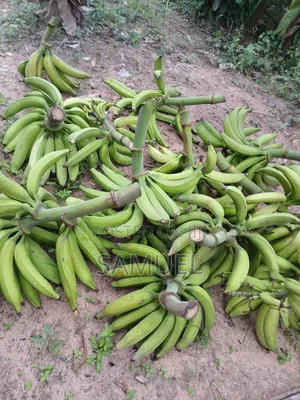 Farming Market
