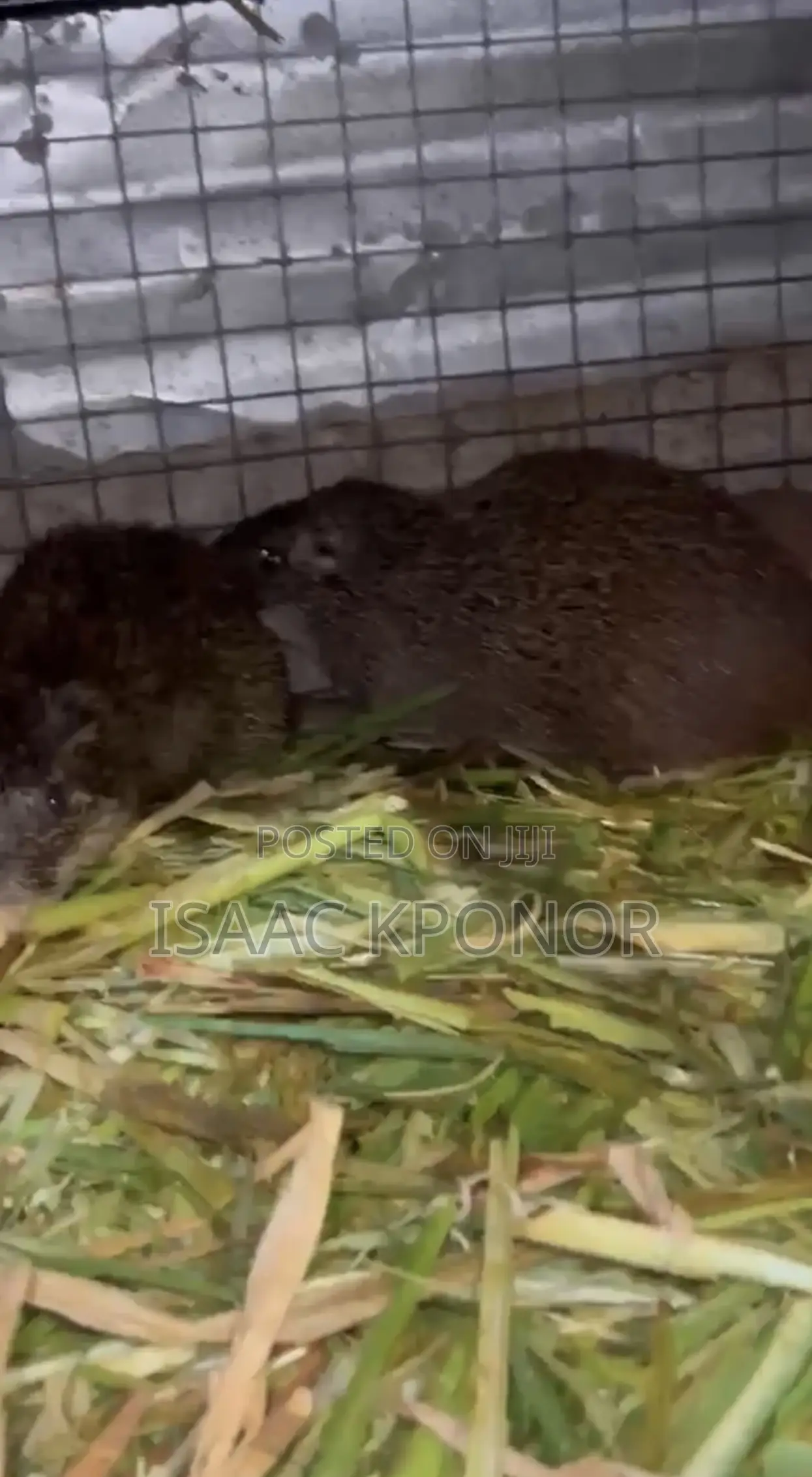 3 Ready to Cross Female Grasscutter for Sale Call