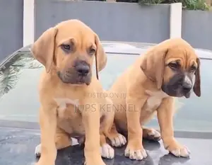 1-3 months Female Purebred Boerboel