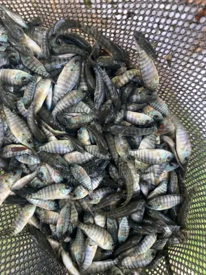 Tilapia Fingerlings Available at 1cedi. Call Now On.