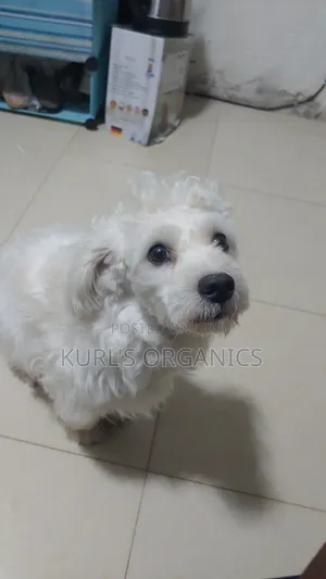 1+ year Male Purebred Poodle