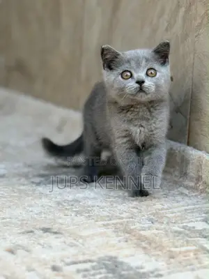 1-3 months Male Purebred British Shorthair